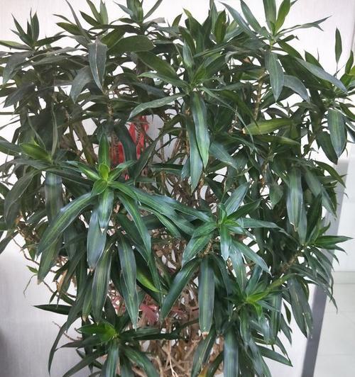百合竹的寓意与风水象征（摆放风水与象征意义详解）