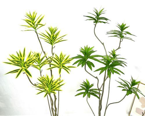 百合竹的寓意与风水象征（摆放风水与象征意义详解）