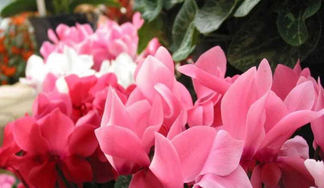 以仙客来花的花语与美丽寓意（探索仙客来花的花语）