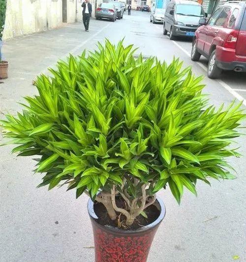 百合竹的浇水方法（浇水频率与注意事项）