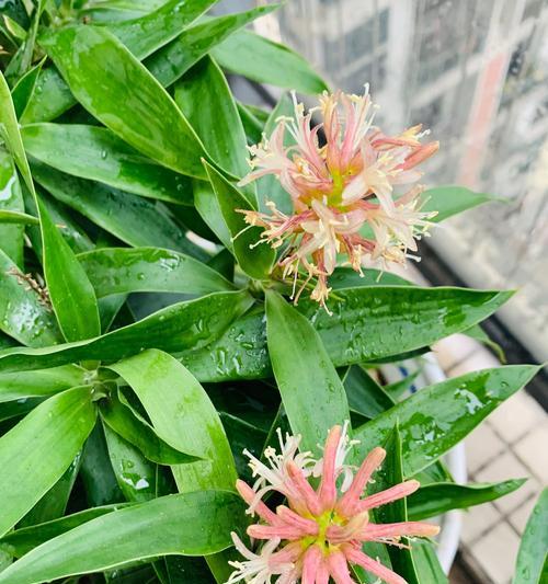 百合竹的浇水方法（浇水频率与注意事项）