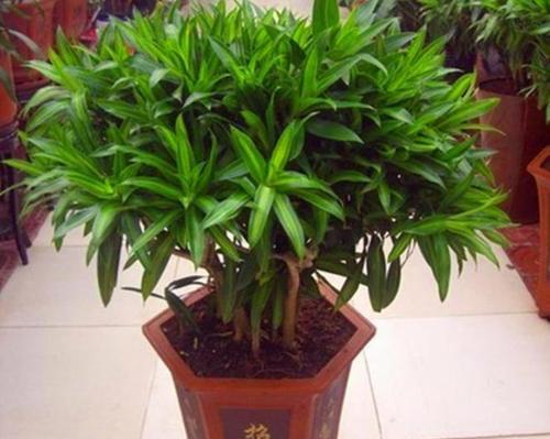 百合竹的风水布置（让家居更美好的生机之源）