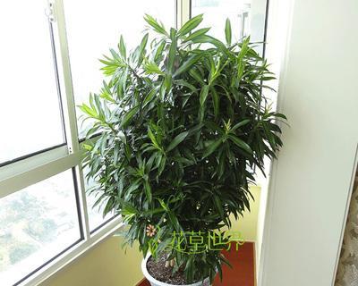 百合竹在办公室的适用性与好处（提升空气质量）