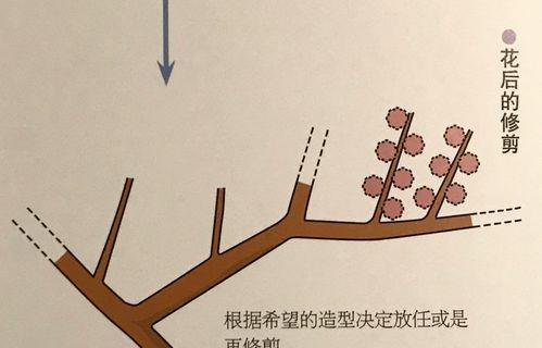 百合竹的修剪方法（如何正确修剪百合竹）