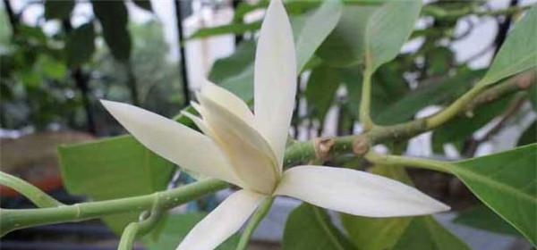 百兰花的完美养殖方法（让你轻松打造属于自己的百兰花园）