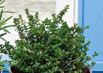 百里香——简单易养的多功能香草