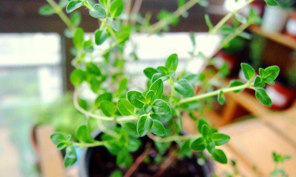 百里香——简单易养的多功能香草