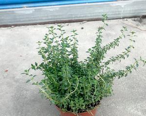 百里香究竟是一年生还是多年生（生命周期）