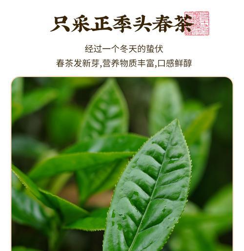 百年老枞（探秘老枞茶的历史与品质）