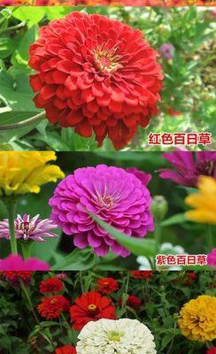 百日草开花时间及生长习性（了解百日草的花期与生长方式）