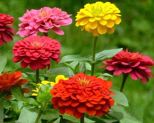百日草开花时间及生长习性（了解百日草的花期与生长方式）