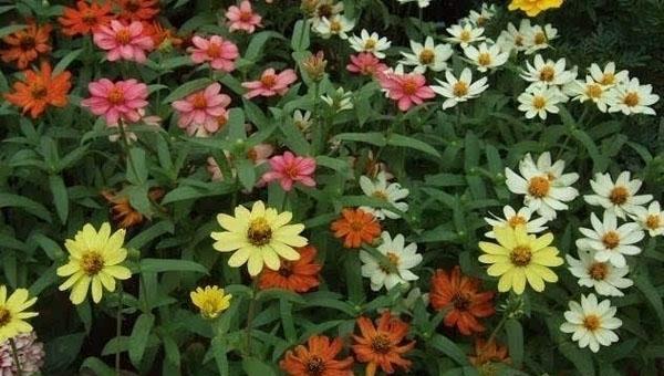 百日草花期揭秘（探寻百日草花期的神秘面纱）