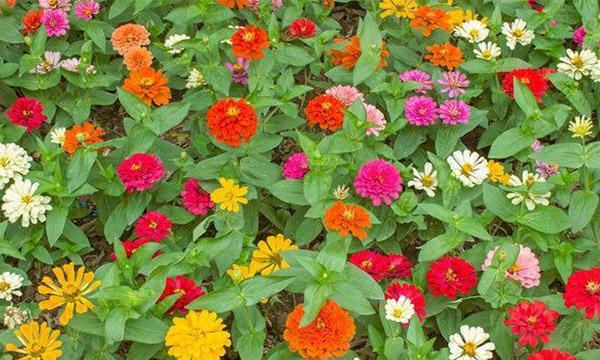 百日草的花期和品种特征（探究百日草的开花时间和不同品种的特点）
