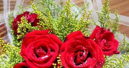 玫瑰花语之13朵玫瑰的代表意义（了解玫瑰花语）
