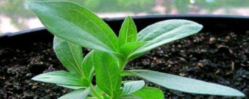 百日草种子的种植技巧（百日草如何栽培）