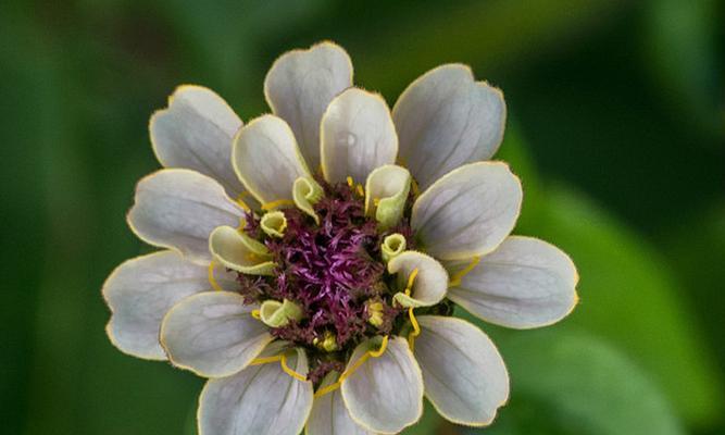 百日菊的生长特点和养护技巧（多年生的百日菊）