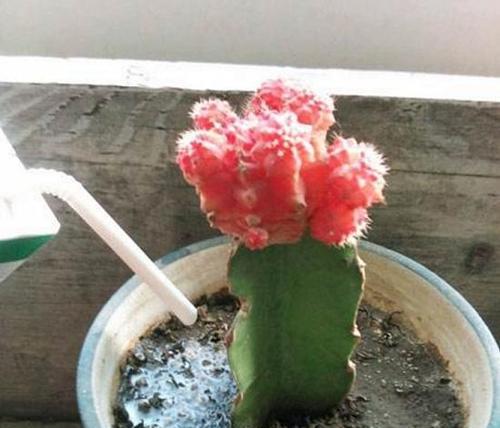百事可乐可以浇花吗（揭秘百事可乐对植物的影响）