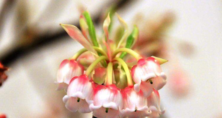 百万小玲花期是什么时候（追逐春天的脚步）