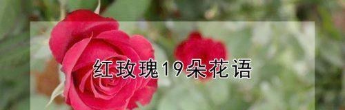 19朵玫瑰花的花语（传递爱意）