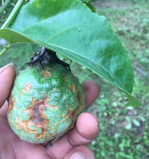 百香果病毒病的症状、防治方法及预防措施（了解百香果病毒病）