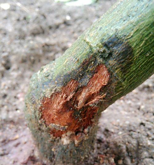 百香果不开花的原因（探究百香果不开花的原因及解决方法）