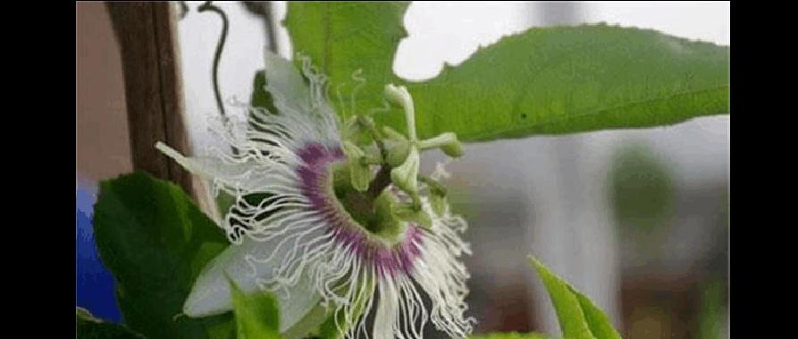 百香果的促花与催花技巧（掌握百香果促花和催花的方法）