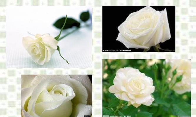 22朵玫瑰花语（爱情的始点）