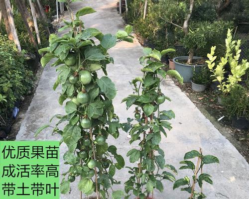 百香果养殖方法与注意事项（掌握养殖技巧成功种出优质百香果）