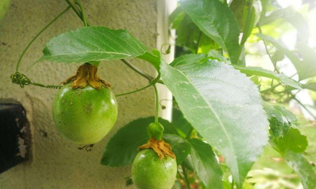 百香果的籽可以种吗（百香果籽的种植方法）