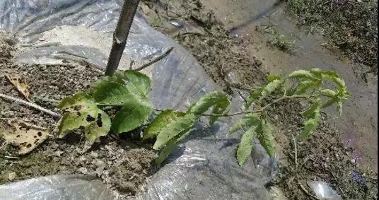 探究百香果根系的奥秘（百香果根系发达的原因及其重要性）