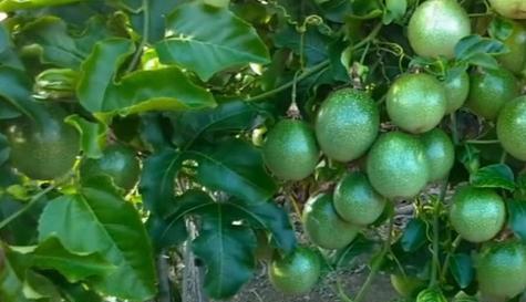 百香果的种植与养护（掌握正确的种植方法）