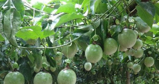 百香果的种植与养护（掌握正确的种植方法）