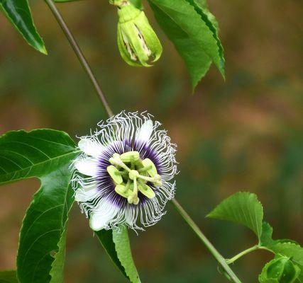 百香果的花期是什么时候（揭开百香果花期之谜）