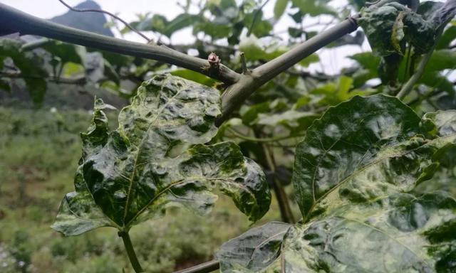 百香果花叶病的症状及防治（了解百香果花叶病）