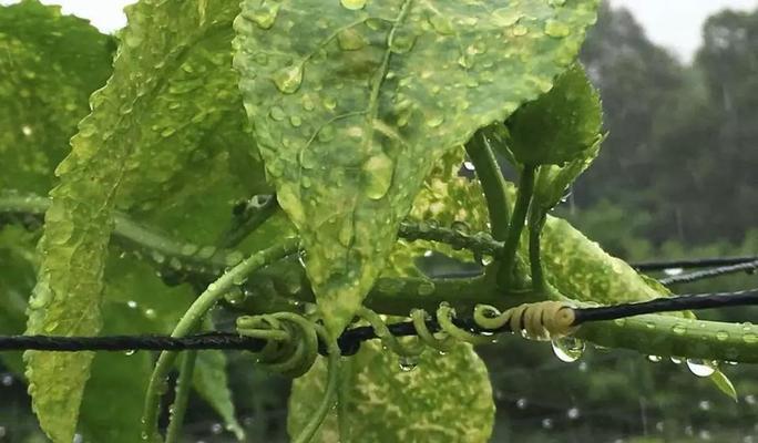 百香果花叶病的症状及防治（了解百香果花叶病）
