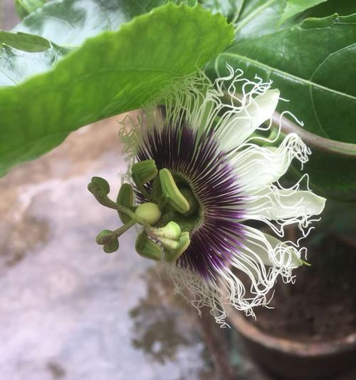 百香果开花结果的全面指南（掌握几年开花结果的技巧）