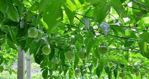 探秘百香果——一种多年生植物的特点和栽培技巧（了解百香果的栽培、生长和繁殖）