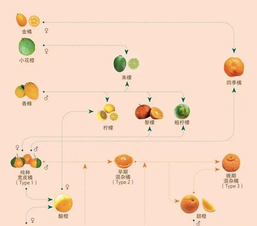 百香果的适宜浇水时间与方法（不同季节需要调整的浇水频率与技巧）