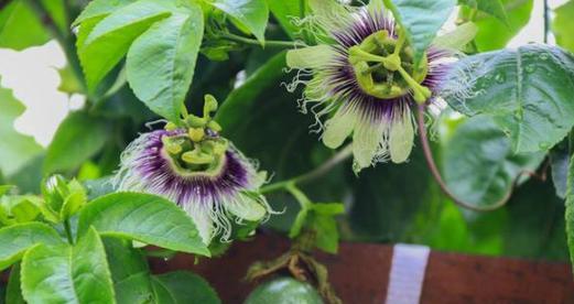 百香果开花结果时间及其关键因素（探究百香果开花结果的季节、气候、土壤等关键因素）