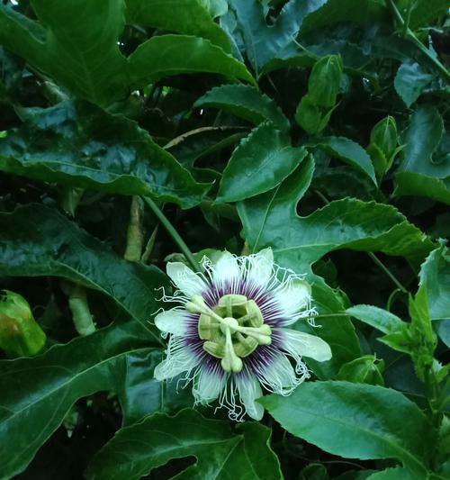 百香果开花结果时间及其关键因素（探究百香果开花结果的季节、气候、土壤等关键因素）