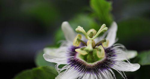 百香果开花结果时间及其关键因素（探究百香果开花结果的季节、气候、土壤等关键因素）