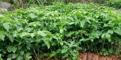 百香果的最佳种植月份（了解百香果的生长习性）