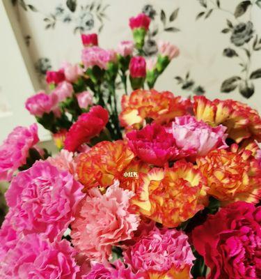 康乃馨的象征意义与寓意（以3朵康乃馨探寻爱情）