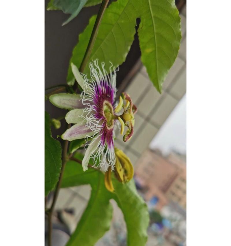 百香果花期和结果时间分析（了解百香果成长周期的关键）