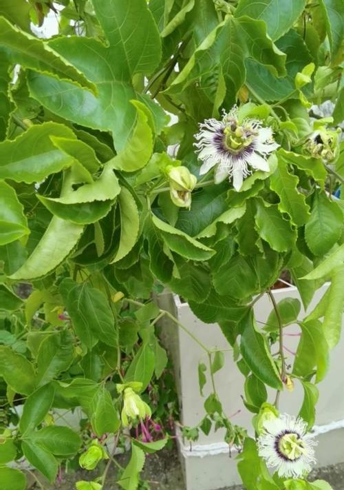 百香果花期和结果时间分析（了解百香果成长周期的关键）