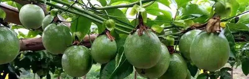 百香果种植技巧（浇什么肥料合适）