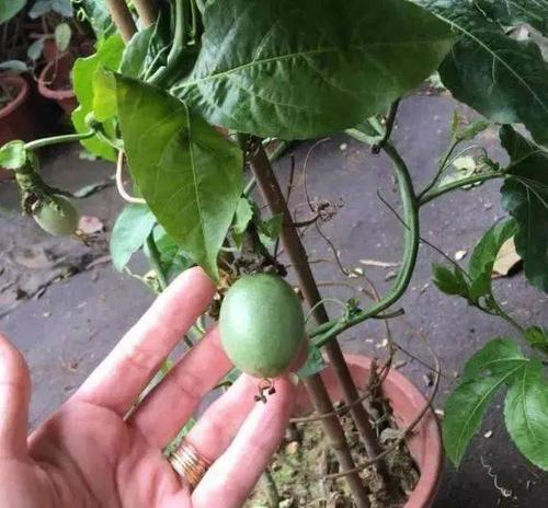 百香果种植技巧（浇什么肥料合适）