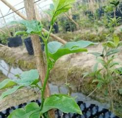 百香果可以嫁接吗（探索百香果的嫁接技术及其应用）