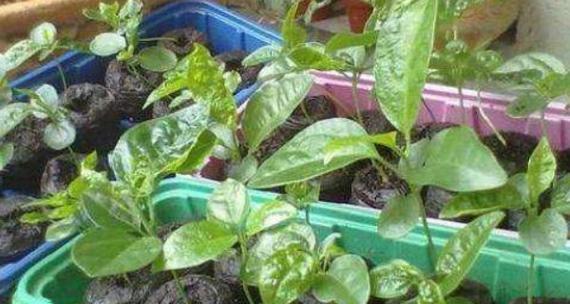 百香果扦插繁殖：如何成功种植百香果？
