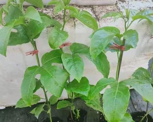 百香果扦插繁殖：如何成功种植百香果？